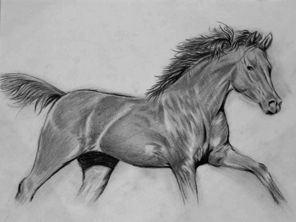 horse figure drawing