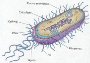 how to draw bacteria cell