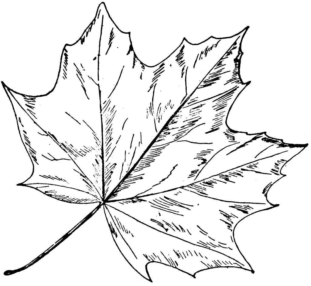 How To Draw A Leaf Easy If Youre Wondering How To Deal With Those