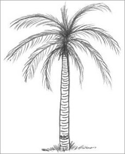 how to draw palm tree