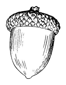 how to draw acorn fruit