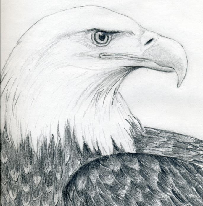 How to draw eagle easy step by step for beginners video