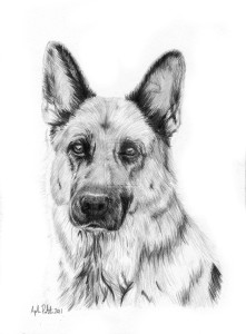 how to draw a German shepherd puppy