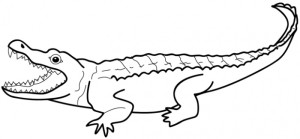 how to draw easy alligator step wise