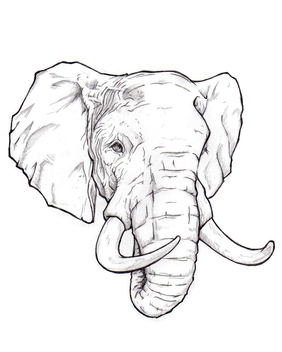 how to draw a elephant head step by step