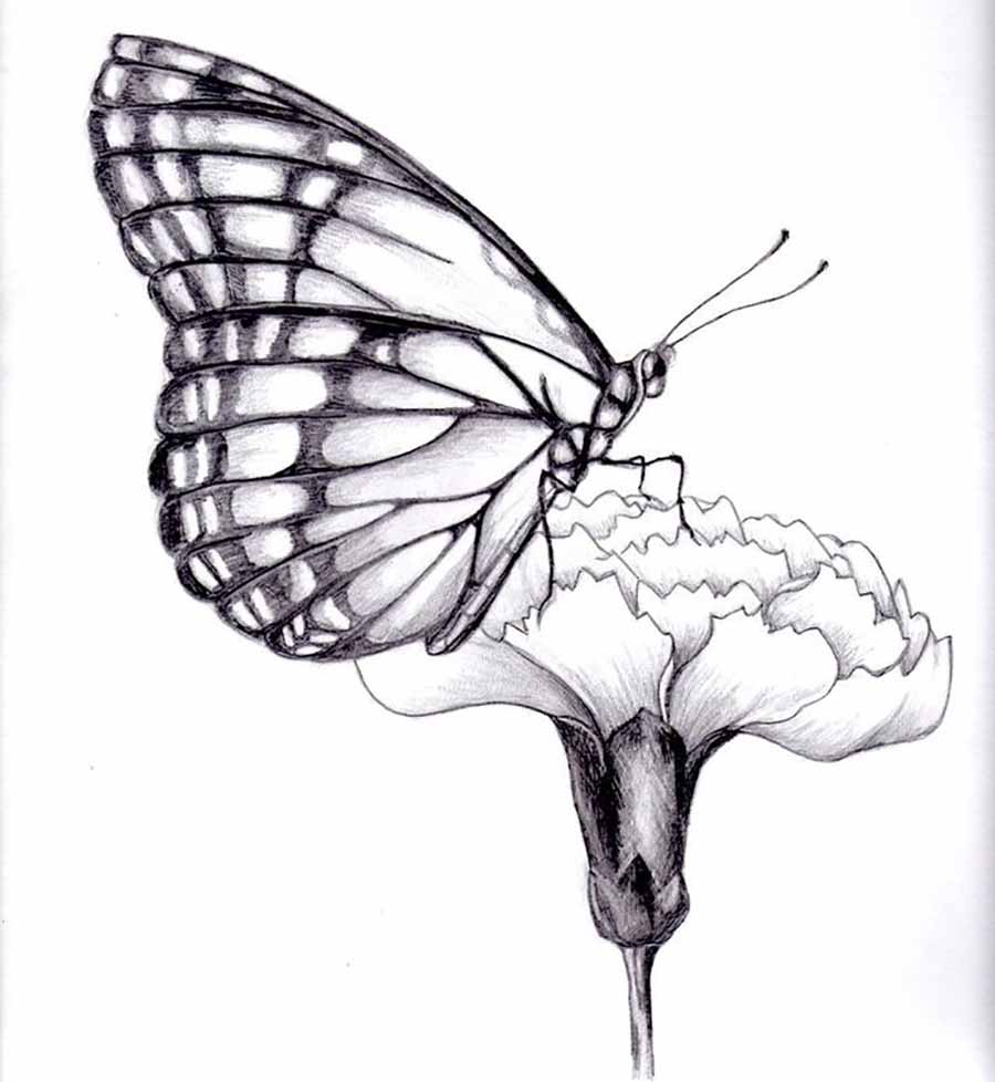 Featured image of post How To Draw A Butterfly Realistic / If butterfly drawing is what you want to do, then you have come to the right place.