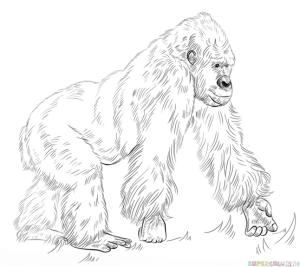 how to draw a gorilla standing up