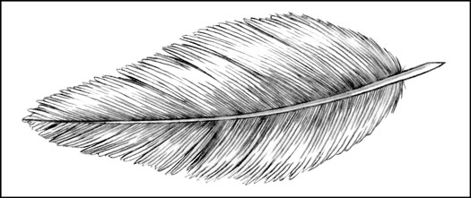 how to draw a feather